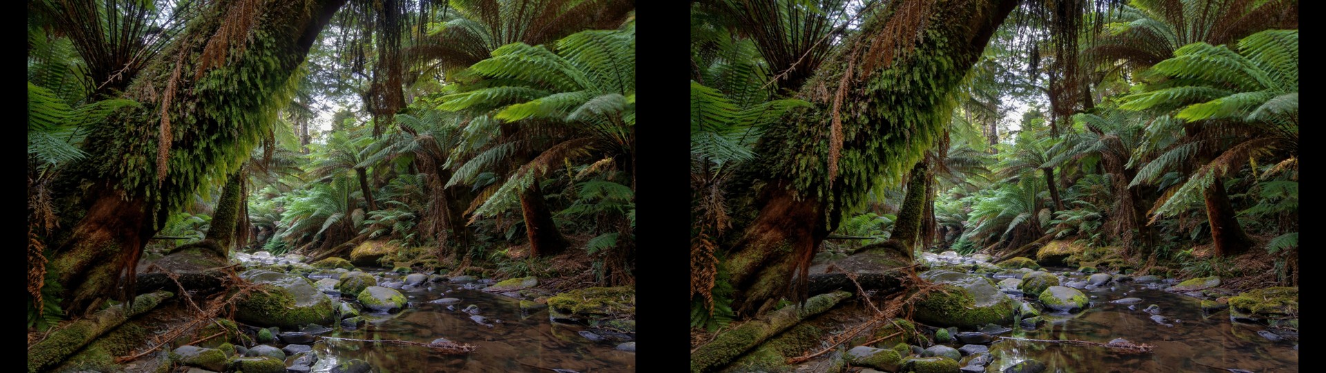 Beech Forest
